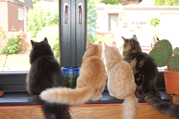 unsere Kater auf einen Blick.jpg